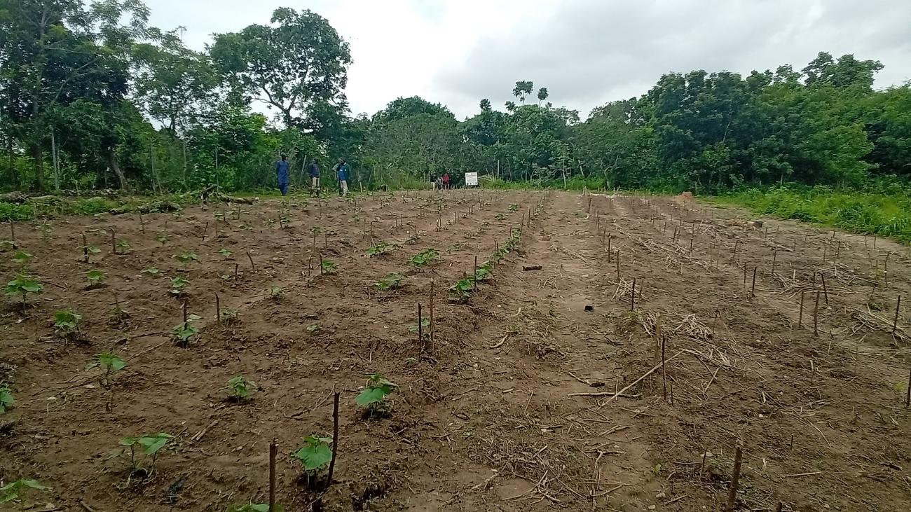 A visit to Lautech Botanical Garden