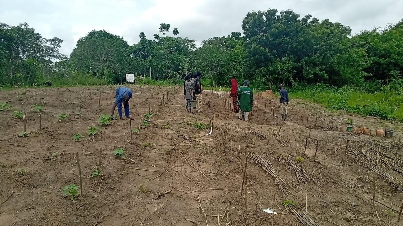 A visit to Lautech Botanical Garden