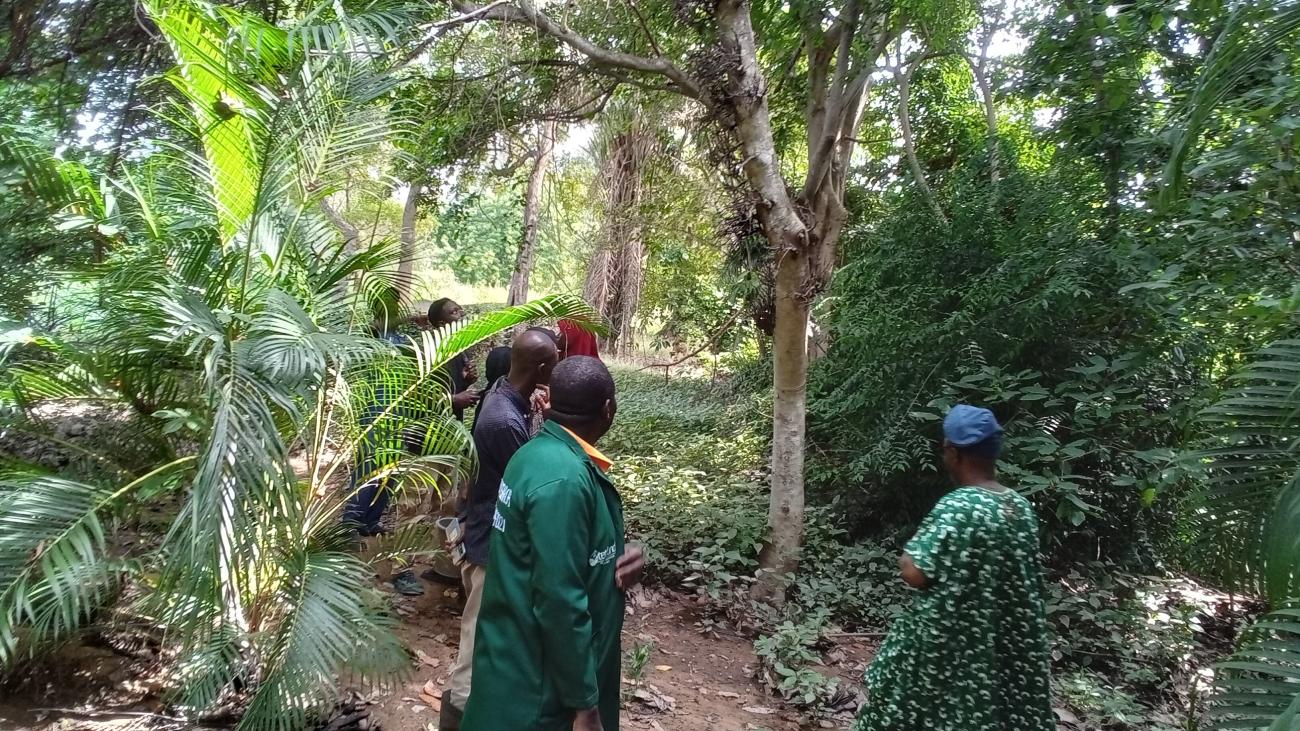 A visit to Lautech Botanical Garden