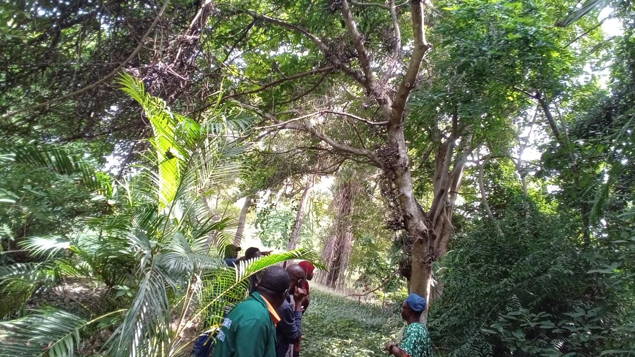 A visit to Lautech Botanical Garden